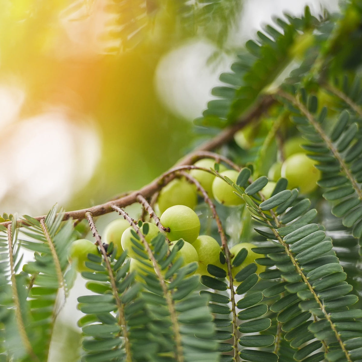8 Ways Indian Gooseberry Benefits Skin Health