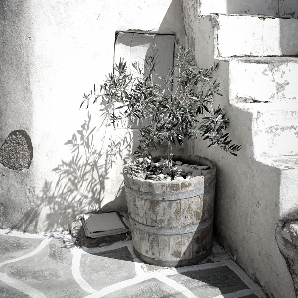 What is Squalane and where does it come from?